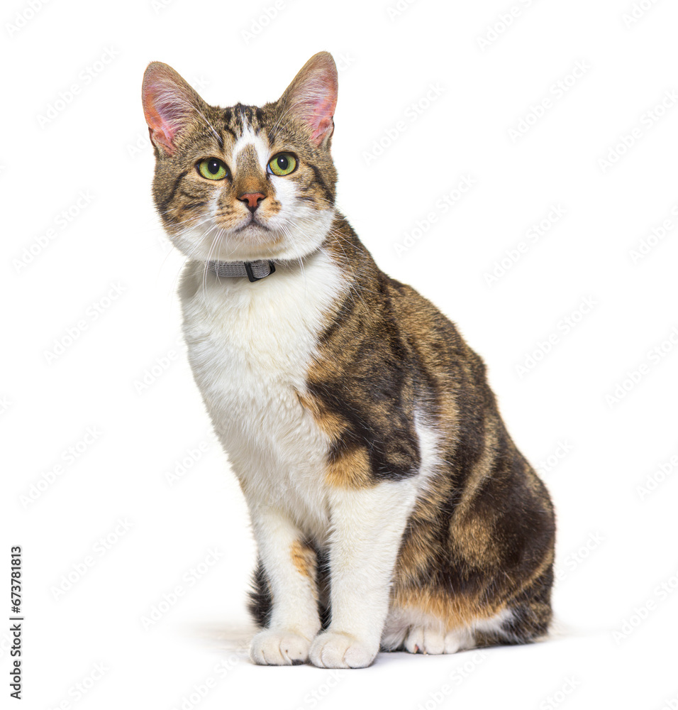 Mixed-breed cat dog isolated on white