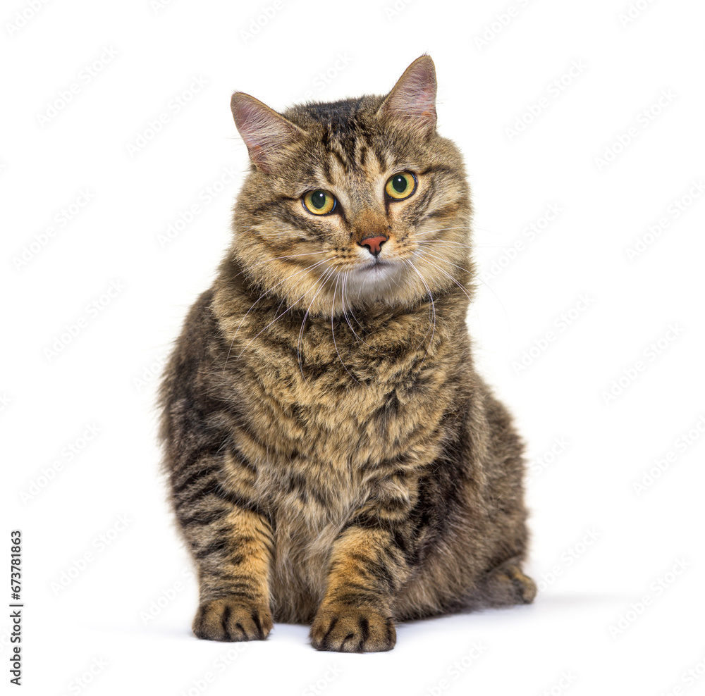 Mixed-breed cat dog isolated on white Mixed-breed cat dog isolated on white