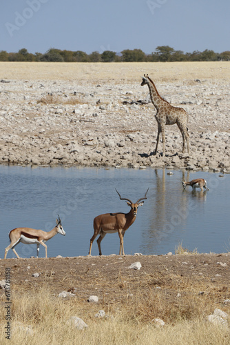 Parc national d'Etosha - Namibie 7