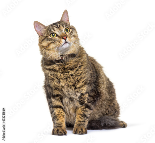 Mixed-breed cat dog isolated on white © Eric Isselée