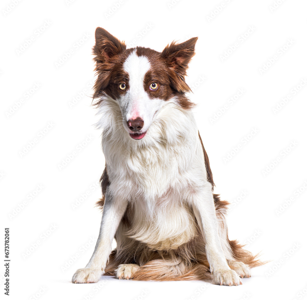 Border collie sitting, isolated on white
