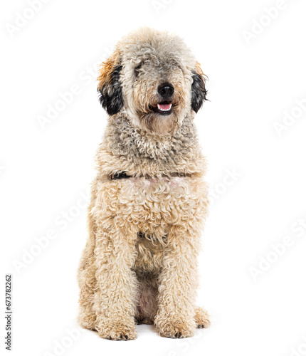 Labradoodle wearing a harness, isolated on white