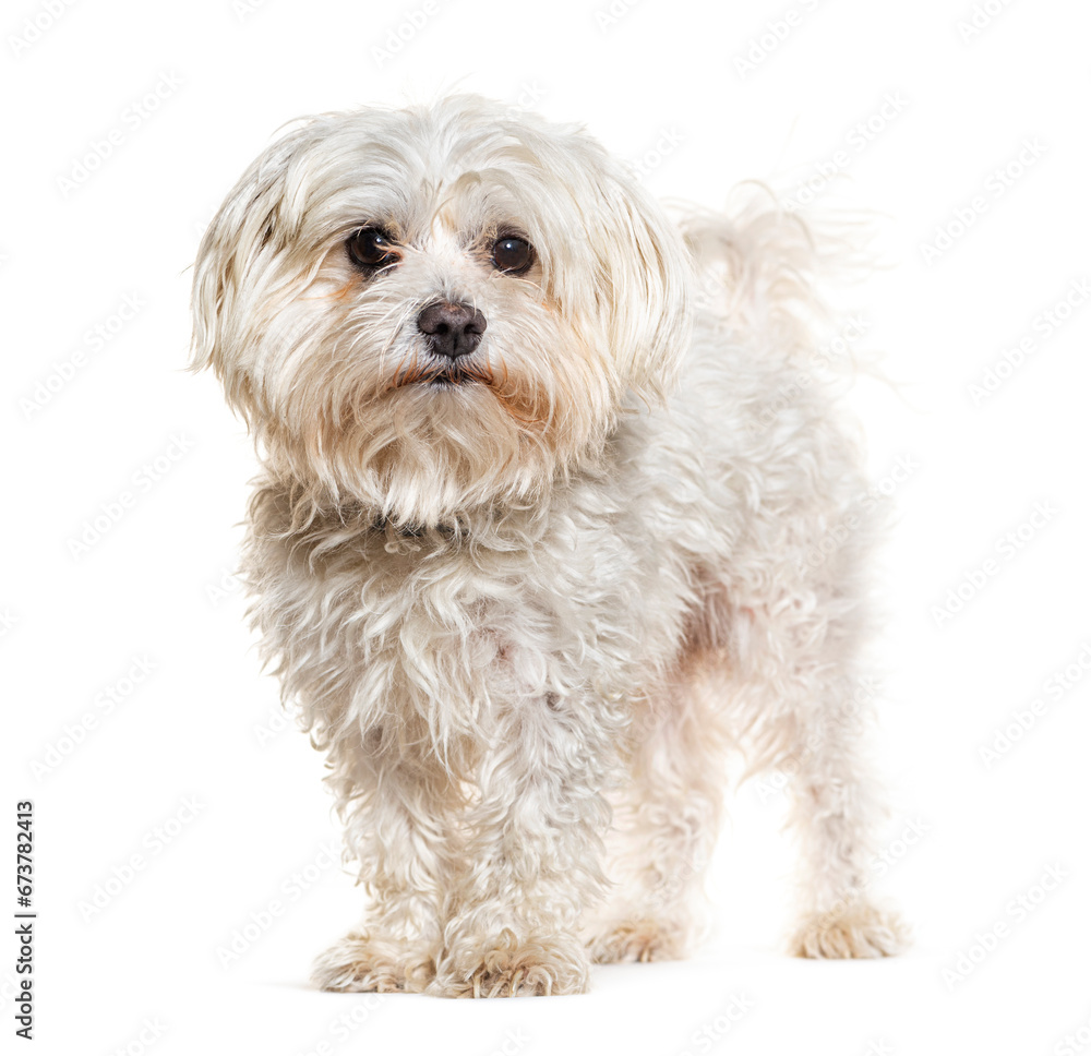 Crossbreed dog with a maltese,  isolated on white
