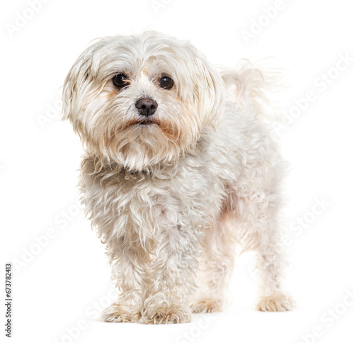 Fototapeta Naklejka Na Ścianę i Meble -  Crossbreed dog with a maltese,  isolated on white