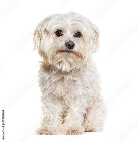 Crossbreed dog with a maltese, isolated on white