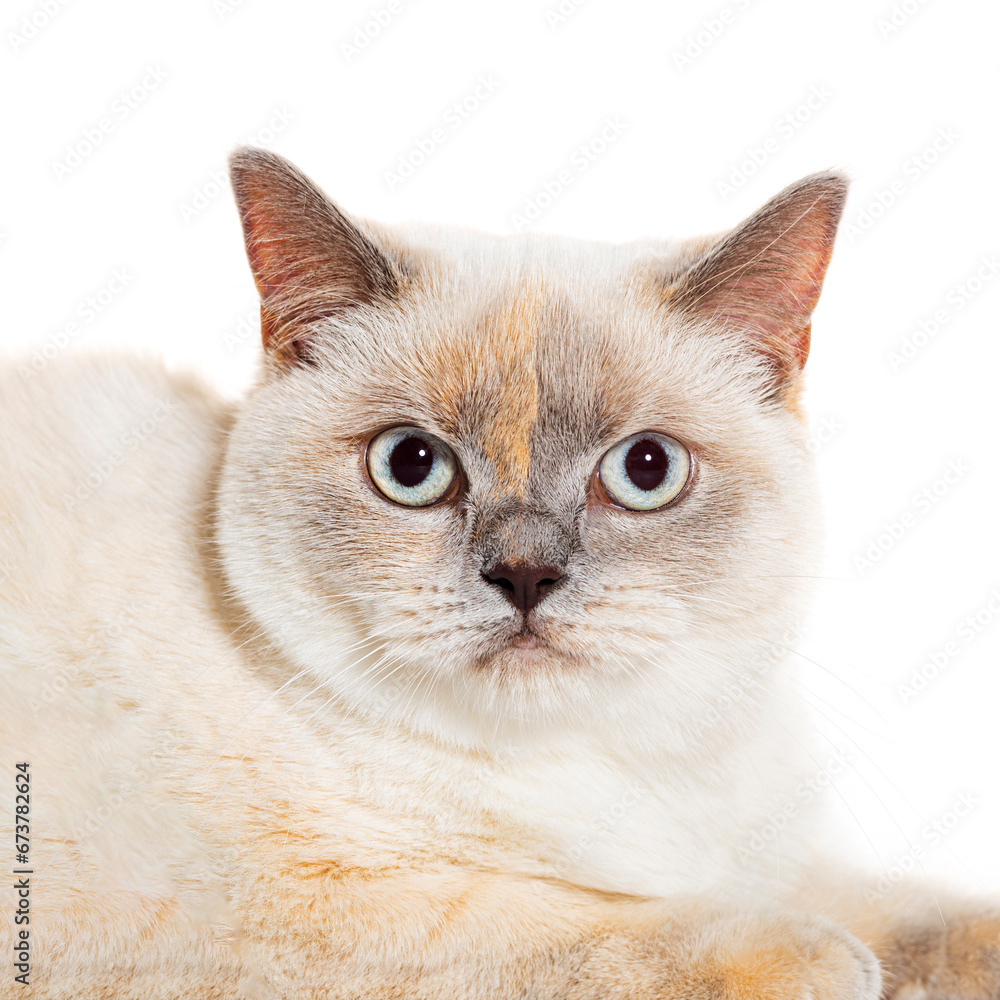 Obraz premium Close up of a Crossbreed cat isolated on white