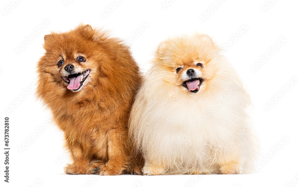 Keeshond and Pomeranian together, isolated on white Keeshond and Pomeranian together, isolated on white