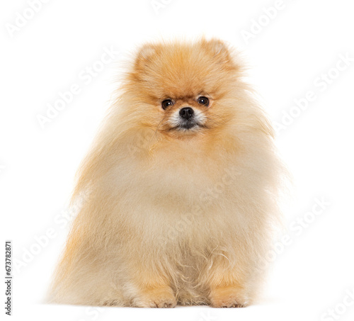 Pomeranian sitting in front, isolated on white © Eric Isselée