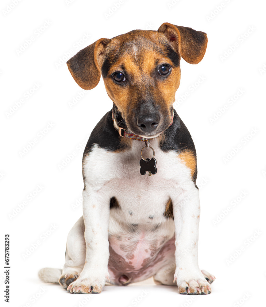 jack russell terrier dog sitting and wearing a collar, isolated on white jack russell terrier dog sitting and wearing a collar, isolated on white