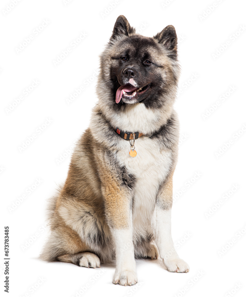 Akita Inu, panting, wearing a collar, isolated on white
