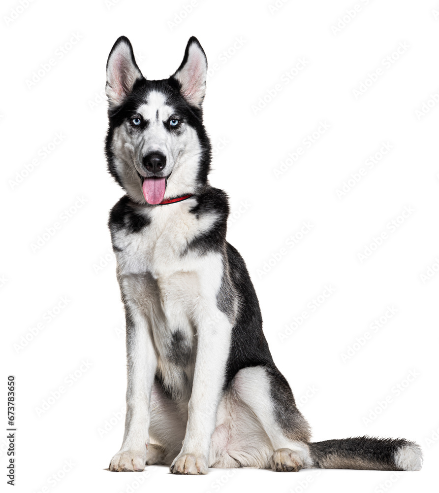 Siberian husky wearing a collar, isolated on white