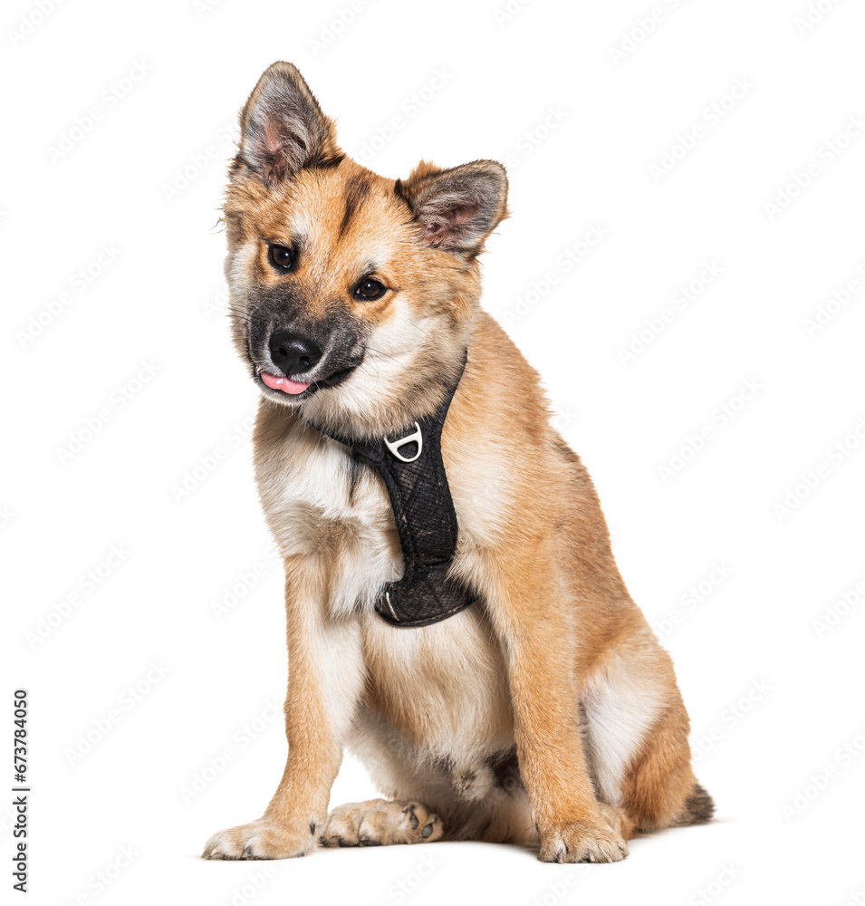 Brown Icelandic Dog with harness, isolated on white