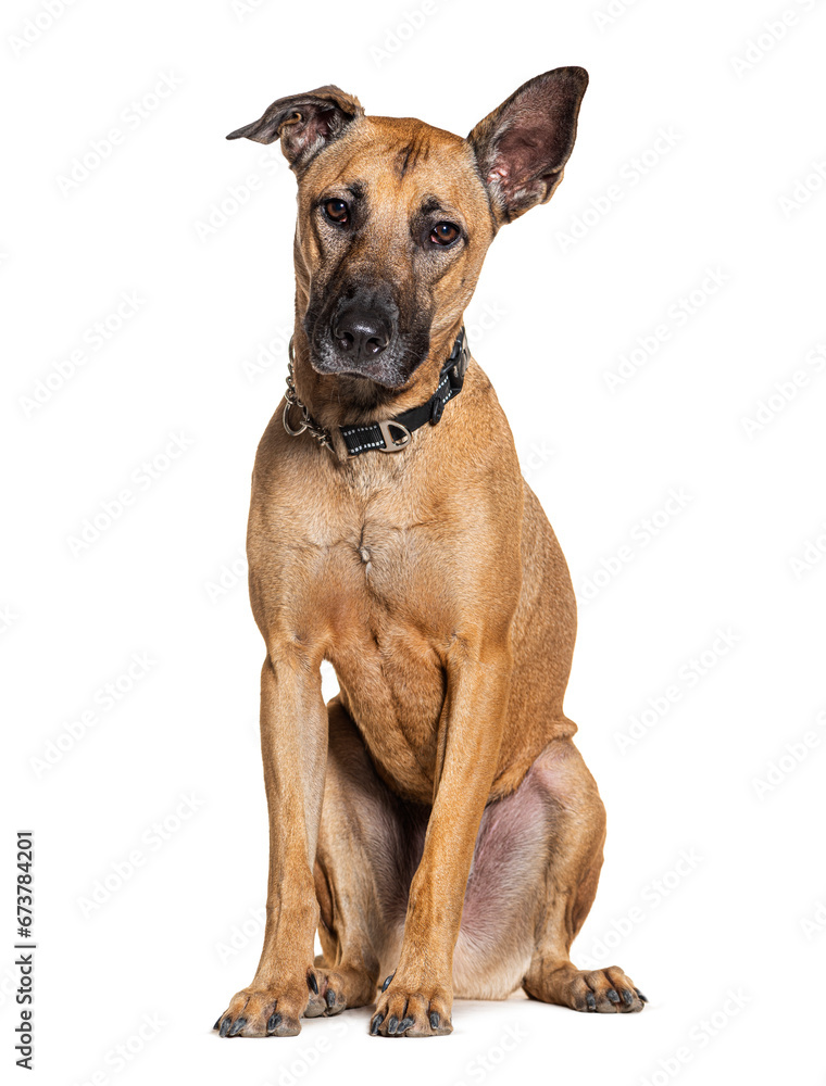 brown Batard dog wearing a collar, isolated on white
