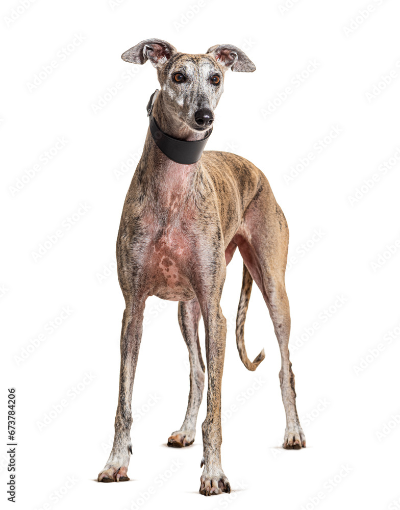 Greyhound wearing a collar dog, isolated on white Greyhound wearing a collar dog, isolated on white