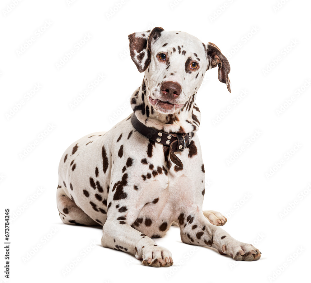 Brown and white Dalmatian wearing a collar dog, isolated on white