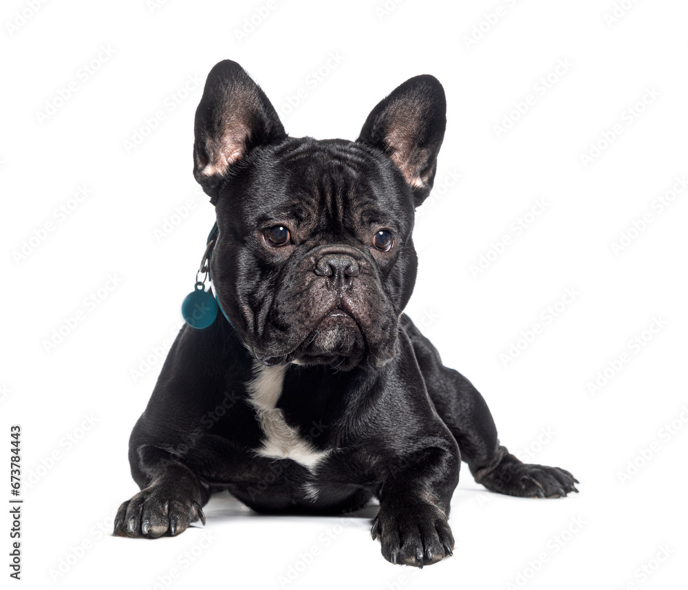 black French Bulldog with harness, isolated on white