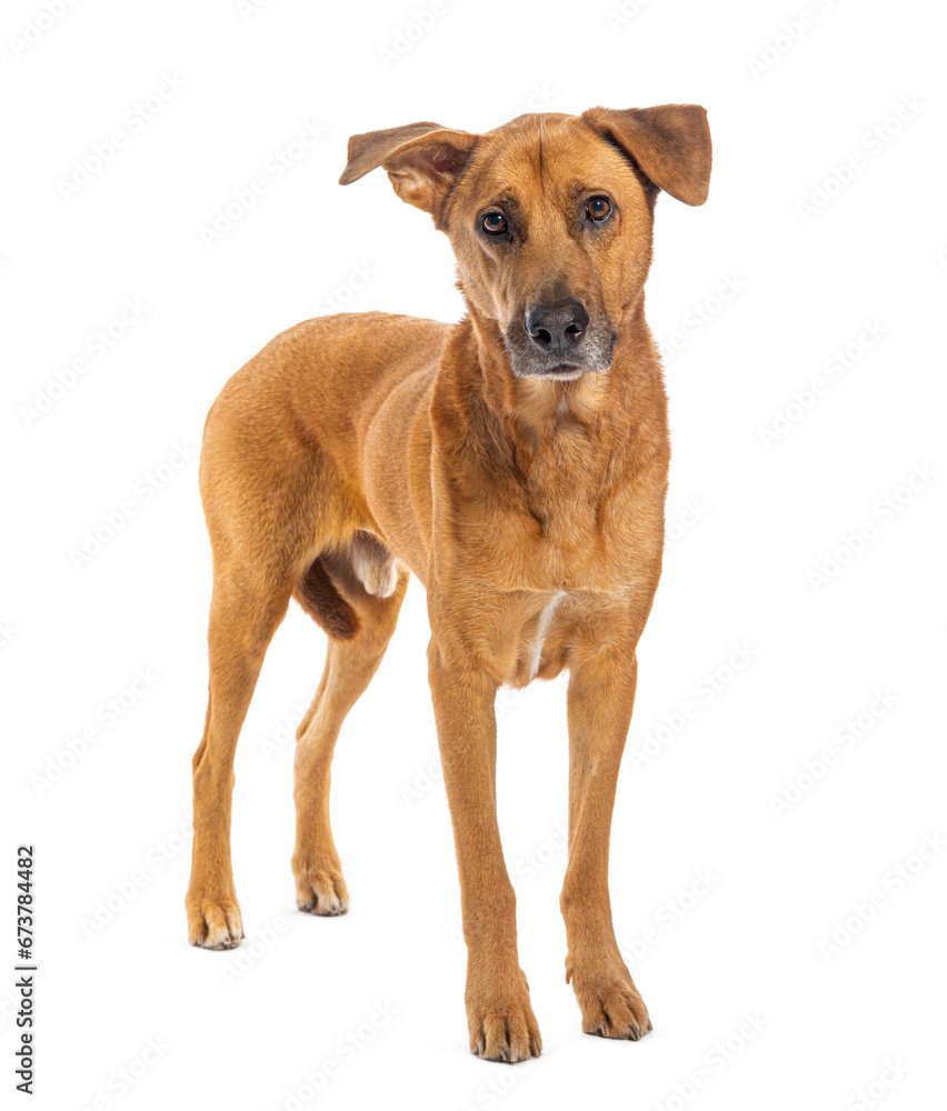 Standing Crossbreed dog, isolated on white