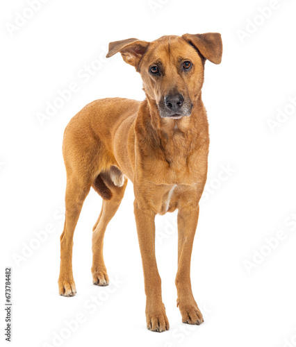 Standing Crossbreed dog  isolated on white