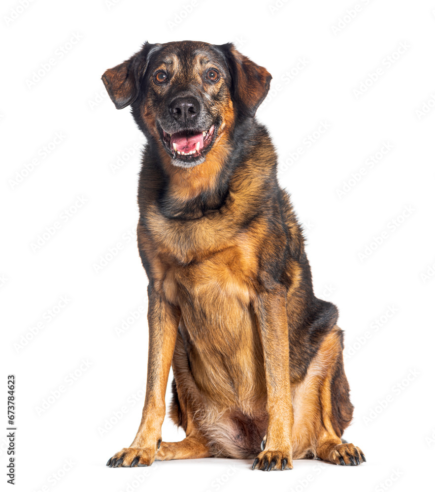 Old Crossbreed between a Beauceron and a Malinois, isolated on white