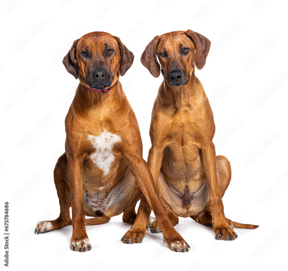 Two mongrel sitting together, isolated on white