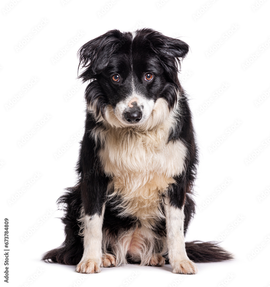 crossbreed dog, isolated on white crossbreed dog, isolated on white
