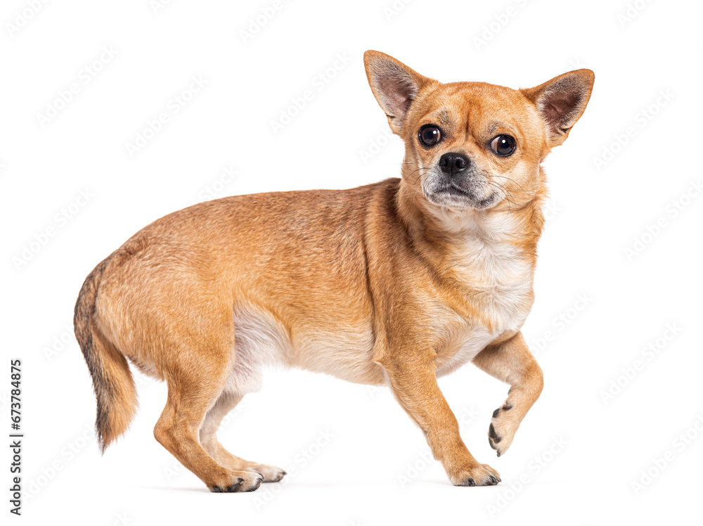 Obraz premium crossbreed dog, isolated on white