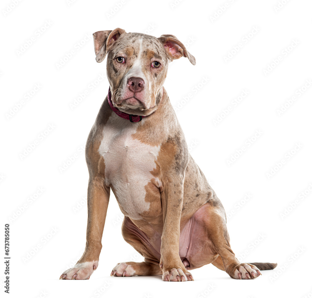 crossbreed dog sitting and looking at the camera, Isolated on white crossbreed dog sitting and looking at the camera, Isolated on white
