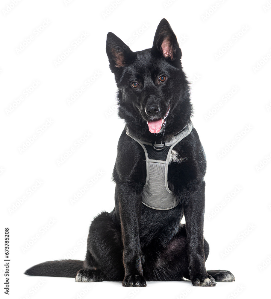Sitting Crossbreed dog panting and wearing an harness, Isolated on white Sitting Crossbreed dog panting and wearing an harness, Isolated on white