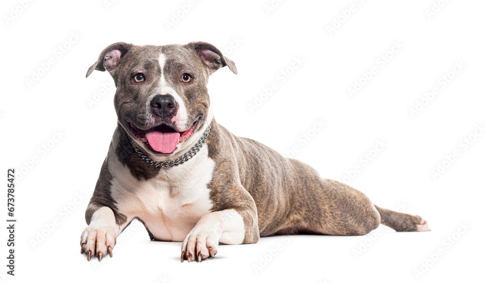 panting Mongrel wearing a collar isolated on white