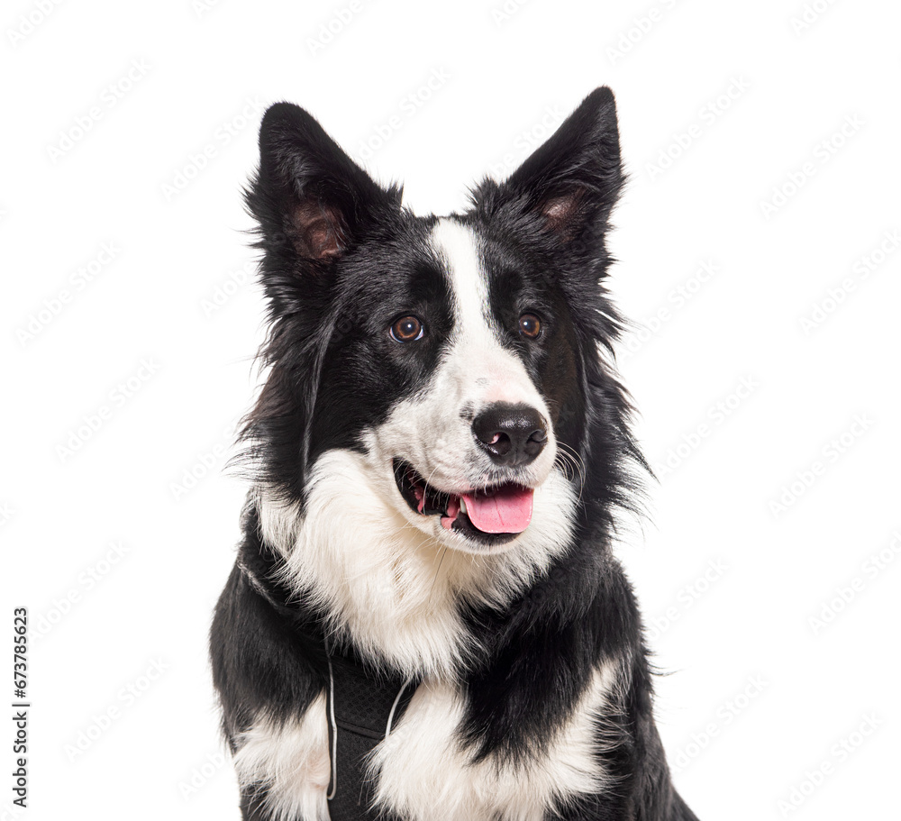 Head shot of a mongrel dog panting and wearing an harness, isolated on white