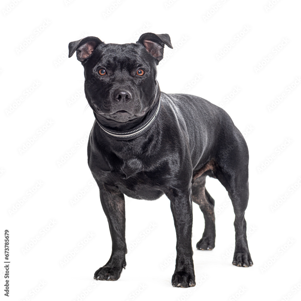 Black Staffordshire Bull Terrier wearing a dog collar, isolated on white Black Staffordshire Bull Terrier wearing a dog collar, isolated on white