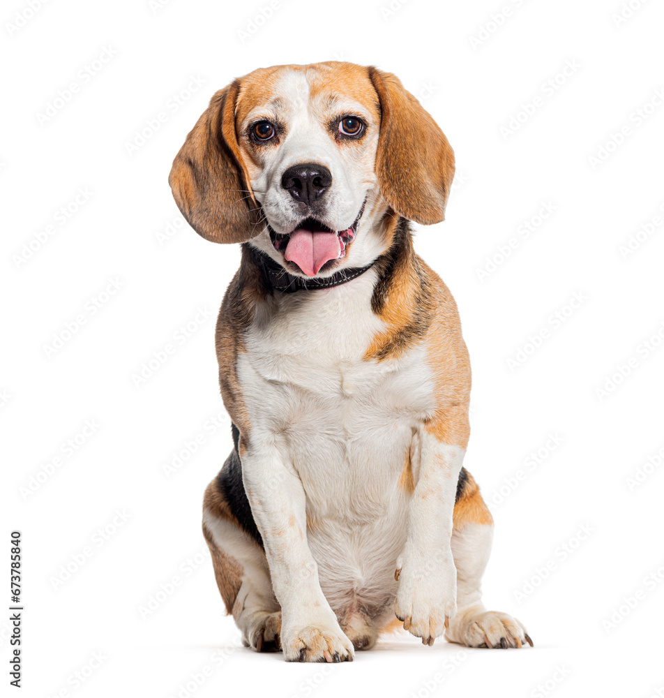 Panting Beagle wearing a collar, isolated on white