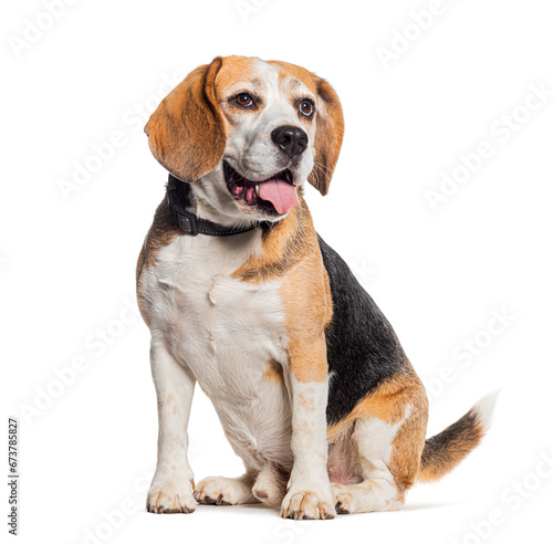 Panting Beagle wearing a collar, isolated on white