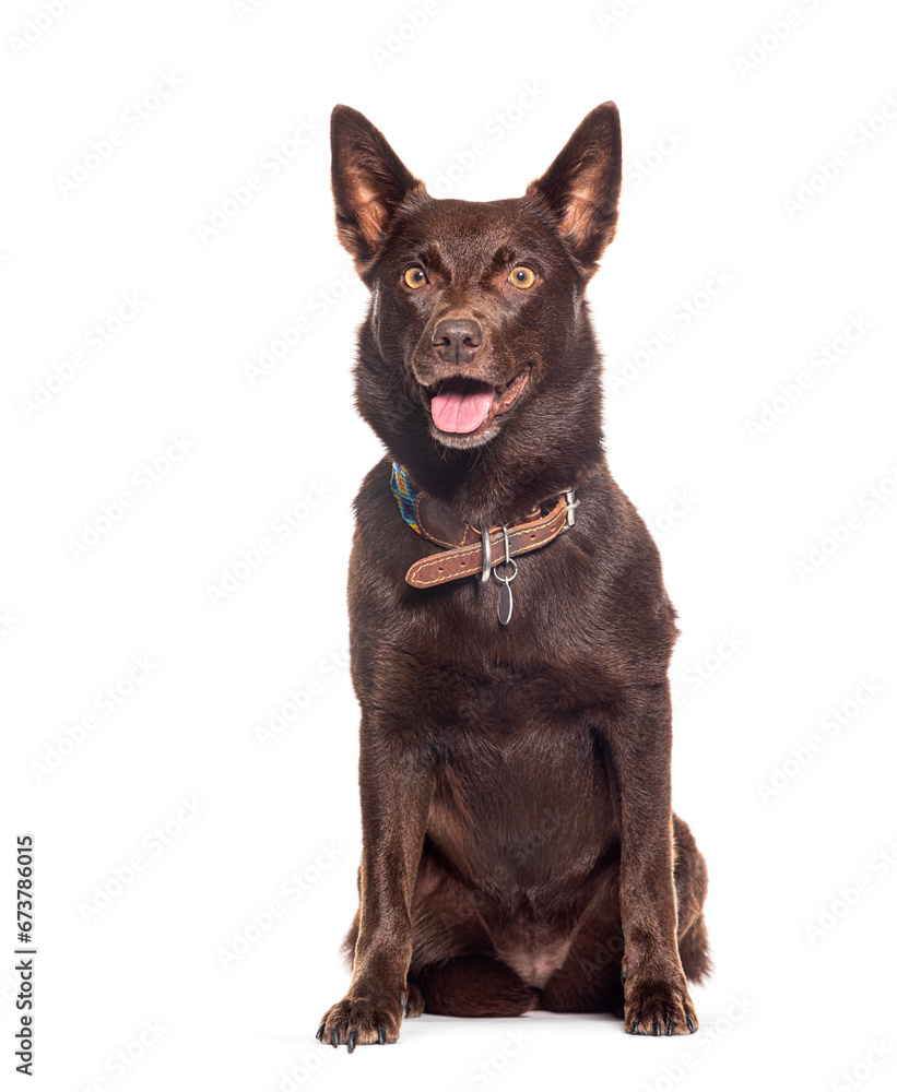 Fototapeta premium Sitting Australian Kelpie panting wearing a collar, isolated on white