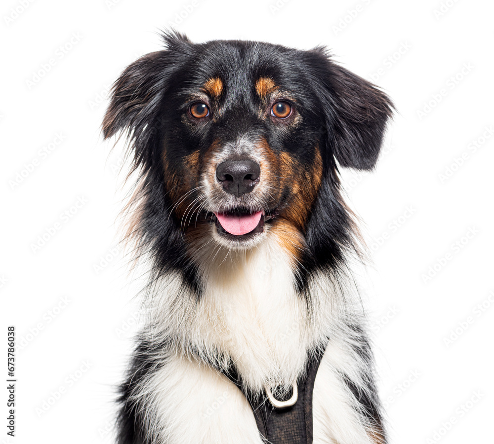 Head shot of an Australian shepherd sitting, panting, looking at camera and  wearing an harness, isolated on white