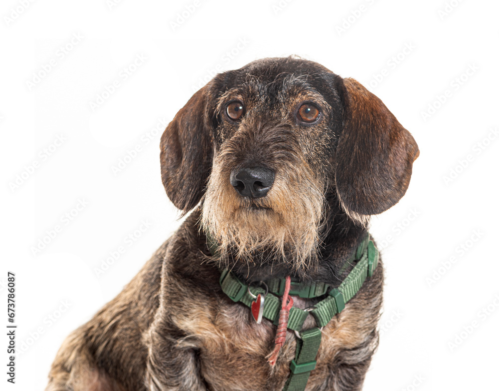 Head shot of a Dachshund wearing an harness, Isolated on white
