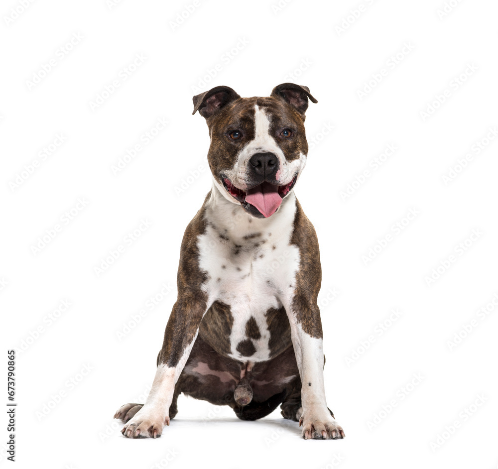 Panting American Staffordshire Terrier dog sitting, isolated on white