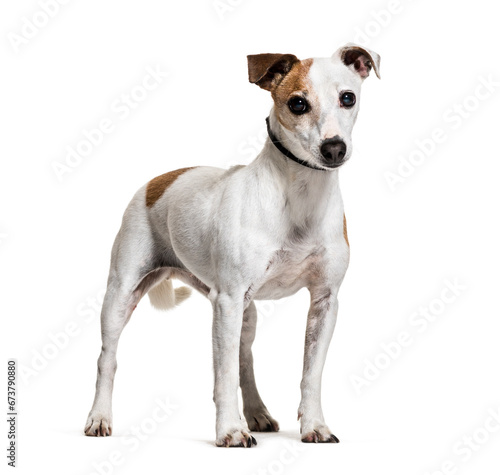Standing Jack Russell Terrier dog, isolated on white