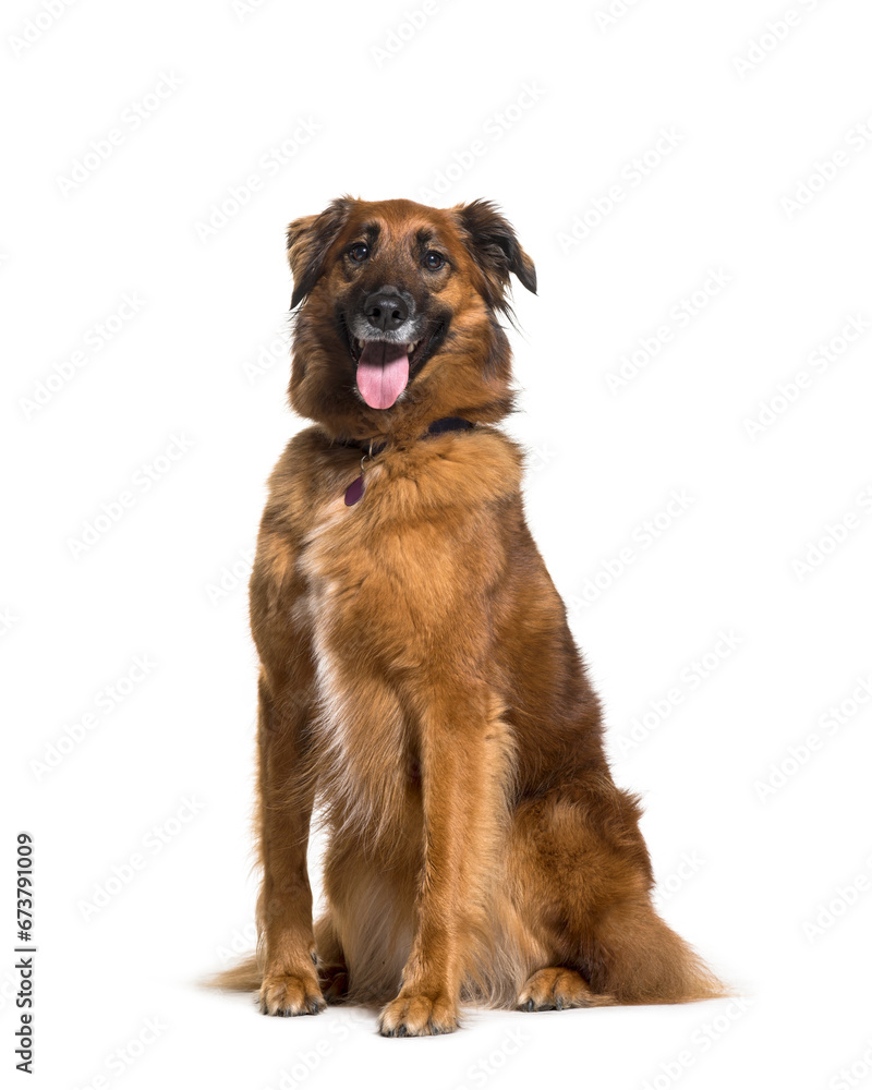Panting Mixed-breed dog sitting, isolated on white Panting Mixed-breed dog sitting, isolated on white