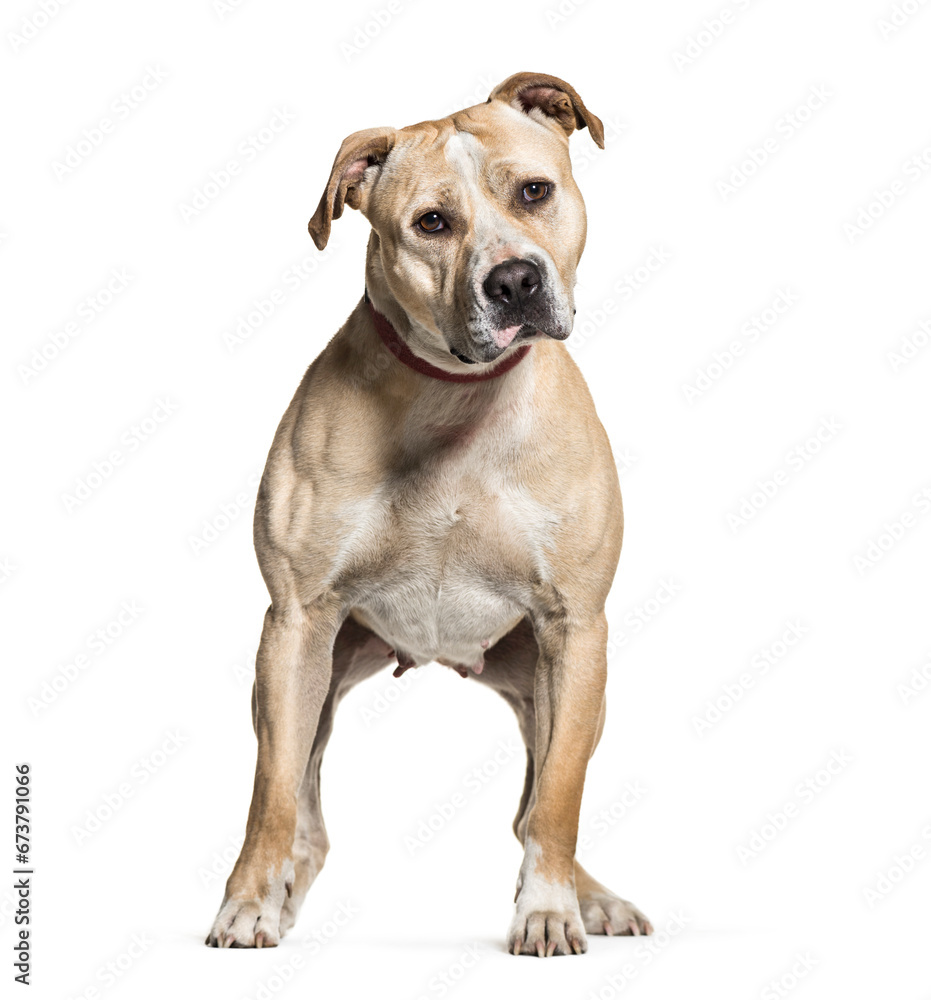 Standing in front Mixed-breed dog, isolated on white