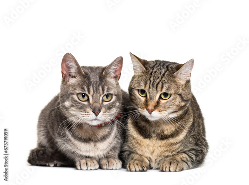 Two cats lying together in a row
