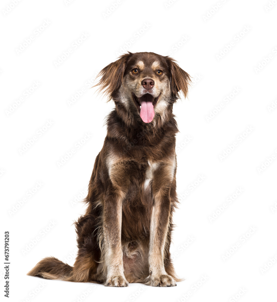 Panting Mixed-breed dog sitting, isolated on white