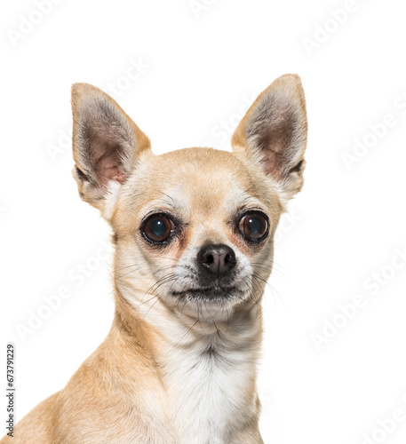 Close-up of a Chihuahua dog, isolated