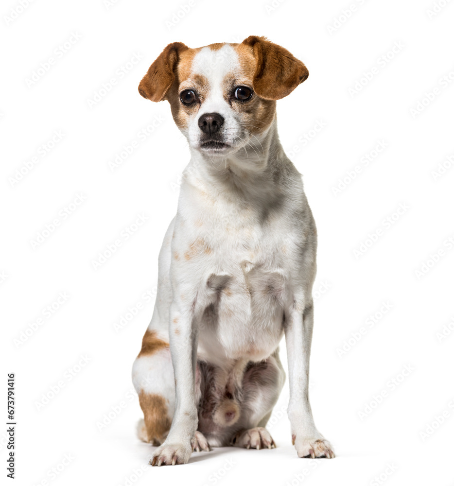 Sitting Mixed-breed dog, isolated on white