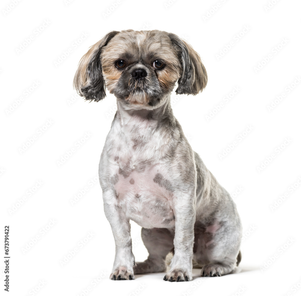 Obraz premium Sitting Shi-tzu dog, isolated on white