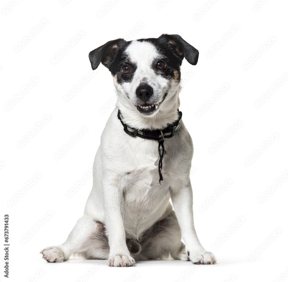 Sitting black and white Jack Russell dog, isolated