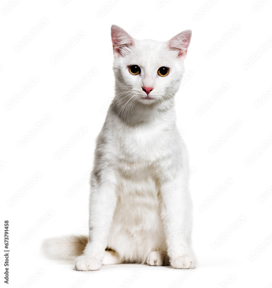 Sitting white Mixed-breed cat, isolated
