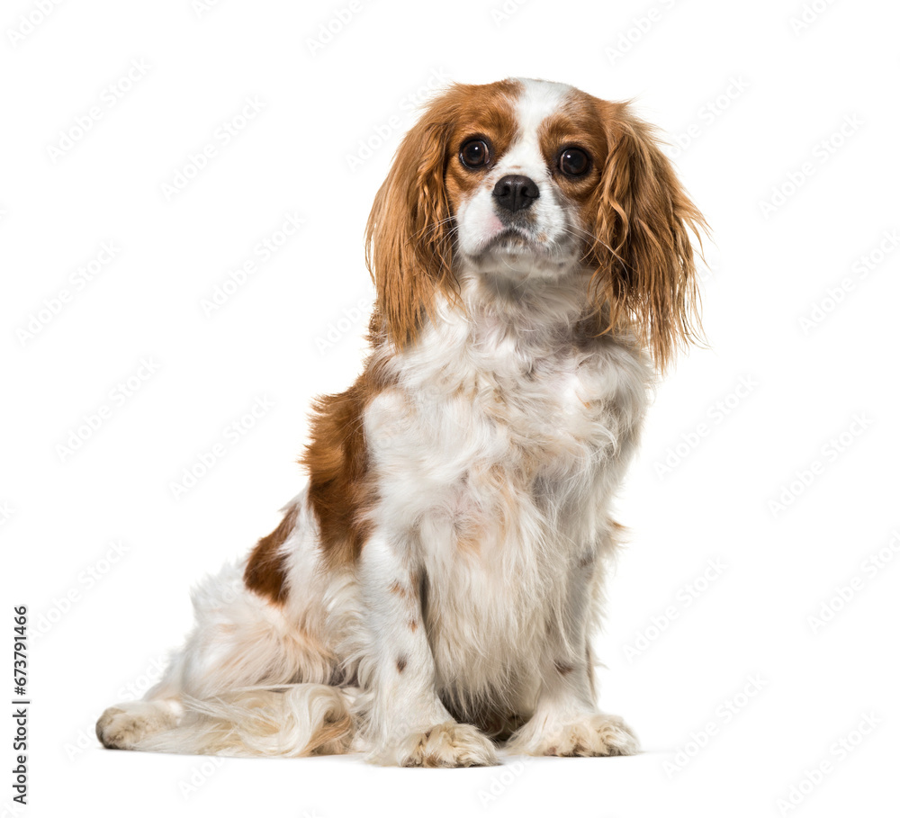 Sitting Cavalier King Charles, isolated on white