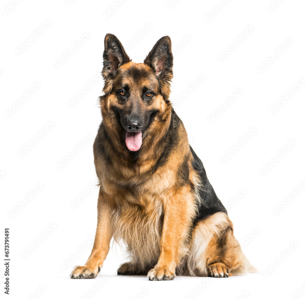 German Shepherd sitting and panting, isolated German Shepherd sitting and panting, isolated