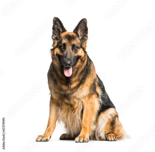 German Shepherd sitting and panting, isolated